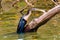 Anhinga Spearfishing