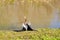 Anhinga spread wing and take a sun bath