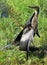 Anhinga spreading its wings