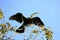 Anhinga Spreading Wings