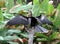 An Anhinga Sunning