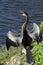 Anhinga sunning with its bill wide open in Florida.