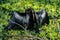 Anhinga sunning itself on branch sitting in the swampy waters