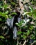 Anhinga suns itself amidst the branches of the trees