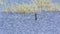 Anhinga swallows fish in a lake