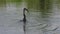 Anhinga swallows a large fish in a pond