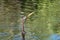 Anhinga swimming