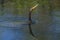 Anhinga swimming