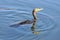 Anhinga swimming along water