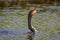 An Anhinga Swimming in a Pond with its Throat Pouch Extended