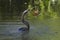 Anhinga swimming in a water