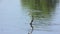 anhinga swims with a fish in a lake