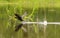 Anhinga taking off with a fish in its mouth