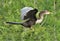 The anhinga tolerates other birds and is often found in mixed breeding colonies with egrets, ibises and cormorants