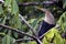 Anhinga in Tortuguero National Park