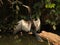 Anhinga in Tortuguero National Park in Costa Rica