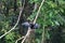 Anhinga in a tree