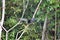 Anhinga in a tree