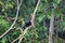 Anhinga in a tree