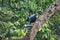 Anhinga in a tree