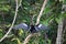 Anhinga in a tree