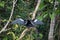 Anhinga in a tree