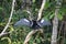 Anhinga in a tree