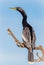 Anhinga at Venice Rookery, Florida