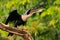 Anhinga, water bird in the river nature habitat. Water bird from Costa Rica. Animal in the water. Bird with log neck and bill. Her