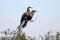 Anhingas On A Perch