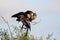 Anhingas On A Perch