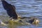 Anhingas Territorial Fight
