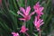 Anigozanthos `Bush Pearl`, Dwarf Pink Kangaroo Paw