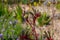 Anigozanthos Flavidus or Kangaroo Paw plant with yellow and red flowers