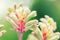 Anigozanthos manglesii flower, common name mangles kangaroo paw, on green background, selective focus