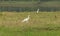 Anima Aves nature aigret white plume walk