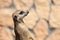 Animal Alert meerkat (Suricata suricatta) standing on guard