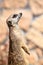 Animal Alert meerkat (Suricata suricatta) standing on guard