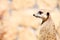 Animal Alert meerkat (Suricata suricatta) standing on guard