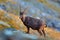 Animal from the Alp. Antler Alpine Ibex, Capra ibex, scratching