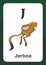 Animal Alphabet Flash Card - J for Jerboa