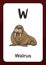 Animal Alphabet Flashcard - W for Walrus