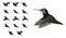 Animal Animation Sequence Bird Flying Magnificent Hummingbird Cartoon Vector