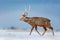 Animal with antler in the nature habitat, winter scene, Hokkaido, wildlife nature, Japan. Hokkaido sika deer, Cervus nippon yesoen