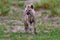 Animal babe nature, Okavango, Botswana. Young hyena pup, evening sunset light. Hyena, detail portrait. Spotted hyena, Crocuta