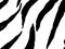 Animal Background. Safari Fashion Texture. Modern Animal Background. Realistic Vector Zebra Skin. Luxury Fabric. Trendy Zebra