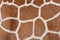 Animal background texture of a giraffe spots pattern