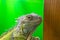 Animal background wild reptile lizard nature wildlife white tail, concept exotic tropical from small from gecko t, pet