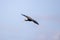 Animal Bare faced Ibis in fly