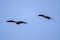 Animal Bare faced Ibis in fly